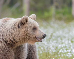 Obraz premium Brown bear (Ursus arctos) walking on a Finnish bog in the middle of the cotton grass