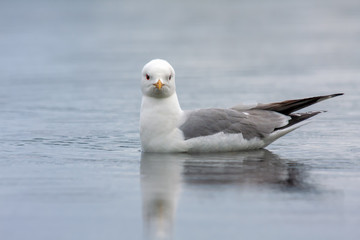 Common Gull (Larus canus) swimming in the lake