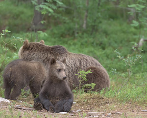 Fototapeta premium European Brown Bear (Ursus arctos) cub sitting next to the mother and other cub in boreal forest, Finland