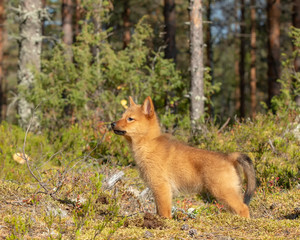 Naklejka na ściany i meble Finnish Spitz puppy standing in boreal forest on a sunny autumn day