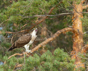 Screaming Osprey (Pandion haliaetus) sitting in a pine tree
