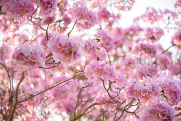 Tabebuia rosea is a Pink Flower neotropical tree