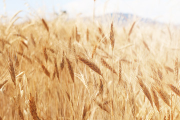 Fototapeta premium Field of wheat