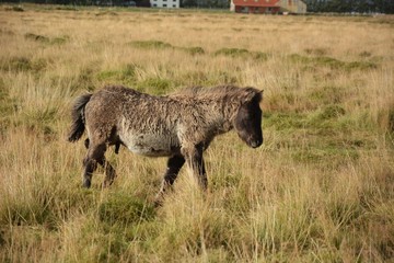 Fototapeta premium Icelandic Horses on Route 1