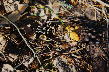 Cantharellus cibarius, commonly known as the chanterelle, golden chanterelle or girolle