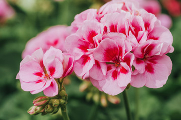 Fototapeta Close up image of bright pink geranium on green background obraz