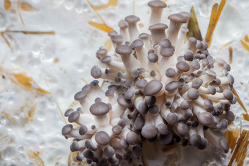 Obraz na płótnie Canvas Oyster mushrooms