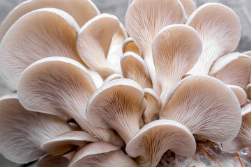Oyster mushrooms - 213940072