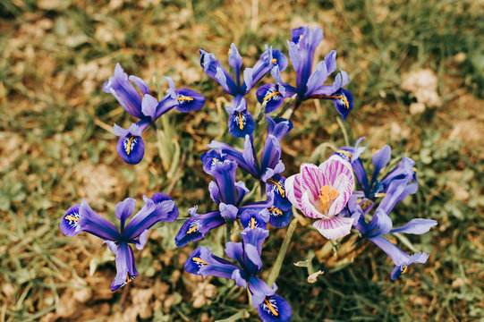 Violet iris flower growing in nature, summer seasonal floral background
