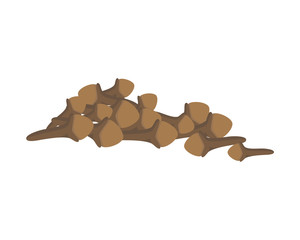 Vector clove illustration isolated in cartoon style. Herbs and Species Series