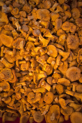 Backgrounds and textures: lots of fresh chanterelles collected in the forest