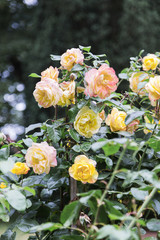 Rose bush in garden