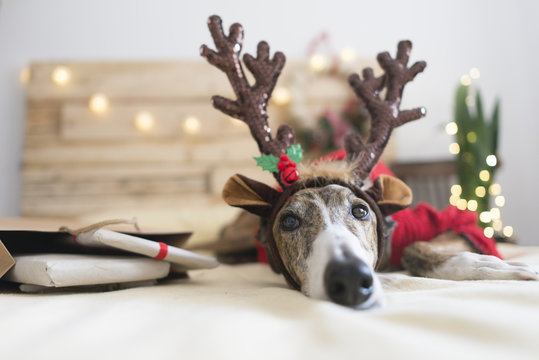 Portrait of Greyhound wearing deer antler headband