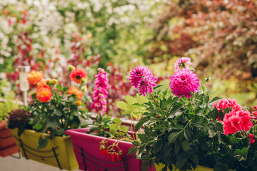 Colorful flowers growing in pots on the balcony