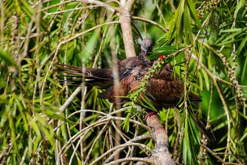 Pigeon like intricate pattern necked birds from Mauritius