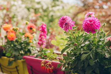 Colorful flowers growing in pots on the balcony