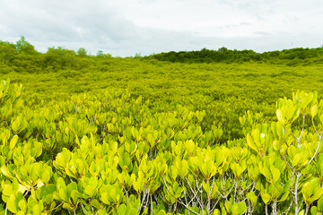 Mangroves inTung Prong Thong or Golden Mangrove Field at Estuary Pra Sae, Rayong, Thailand