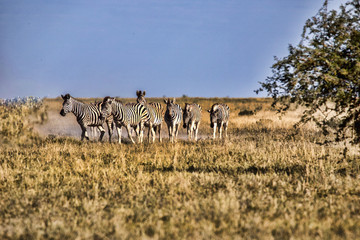 Damara zebra herd, Equus burchelli antiquorum, in tall grass in Makgadikgadi National Park, Botswana