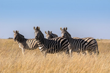 Fototapeta na wymiar Damara zebra herd, Equus burchelli antiquorum, in tall grass in Makgadikgadi National Park, Botswana