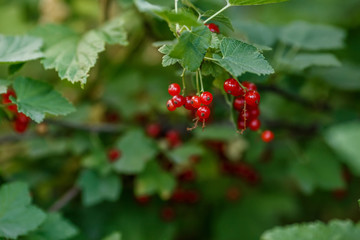 Obraz premium Branch of bush with ripe red currant berries in garden