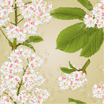 Seamless texture Chestnut tree flowers with leaves spring background vintage vector illustration editable hand draw