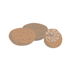 Vector nutmeg illustration isolated in cartoon style. Herbs and Species Series