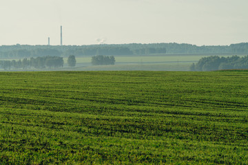 Fototapeta na wymiar Misty plowed field in springtime with copy space. Rich green background of field with furrows from plough close up under blue sky. Tree in haze and industrial pipes with smog on horizon.