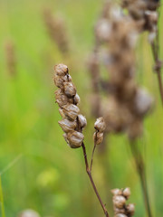 Dry plant with seeds. Seeds in dry boxes.