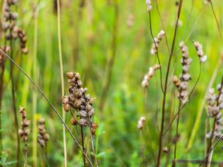 Dry plant with seeds. Seeds in dry boxes.