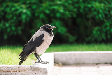 Black crow walks on border near gray sidewalk on background of rich greenery with copy space. Raven on pavement near green grass and bushes. Wild bird on asphalt close up. Predatory animal of city.