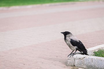 Black crow walks on border near gray sidewalk on background of green grass with copy space. Raven on pavement. Wild bird on asphalt. Predatory animal of city fauna. Plumage of bird is close up.