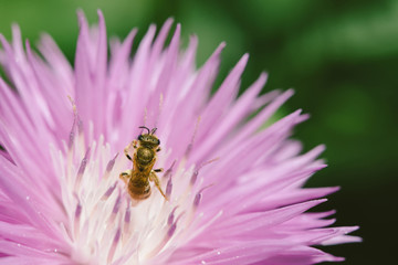 Gold bee pollinates pink cornflower with whitish center in sunny day close up. Striped insect on magenta flower of knapweed in sunlight. Centaurea dealbata with copy space on green bokeh background.