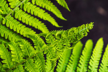 Large green leaves of fern close-up. Detailed background of big foliage with copy space. Textured leaf of polypodiales.
