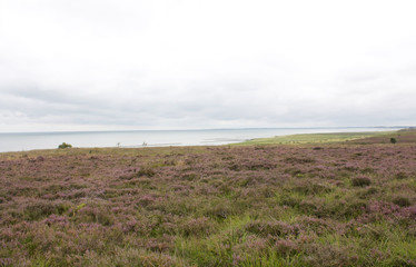 Scenic landscape of the heathland in bloom on the island of Sylt, Germany