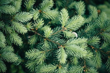 Beautiful evergreen branch of Christmas tree close-up. Green background of needles little coniferous tree with copy space. Fragment of small fir is closely. Greenish natural spruce texture in macro.