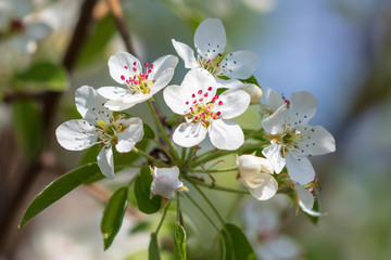 Flowers on the branches of a tree in the nature