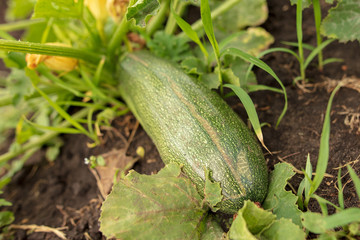 Zucchini grow on the ground in the garden