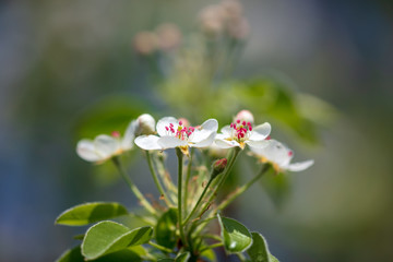 Flowers on the branches of a tree in the nature