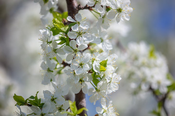 Flowers on the branches of a tree in the nature