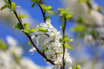 Flowers on the branches of a tree in the nature