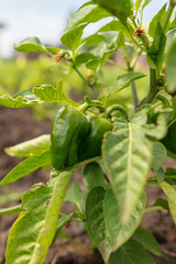 Ripe green peppers grow in the garden