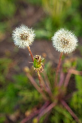 Fluffy dandelion on nature
