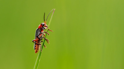 Beetle on green grass in nature