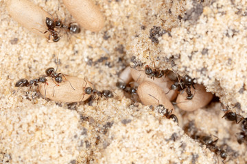 Ants and formic eggs in nature