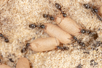 Ants and formic eggs in nature
