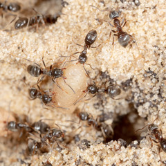 Ants and formic eggs in nature