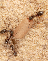 Ants and formic eggs in nature