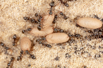 Ants and formic eggs in nature