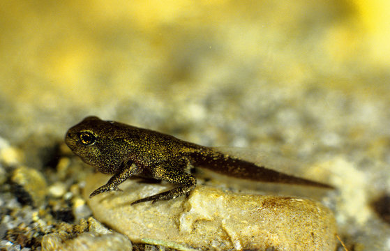 girino rospo smeraldino bufo viridis parco regionale sassi rocca malatina modena emilia romagna