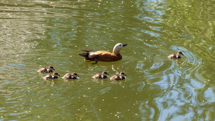 Duck with ducklings swimming in the lake
